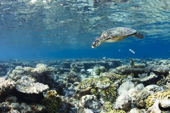 Schildkröte im Meer