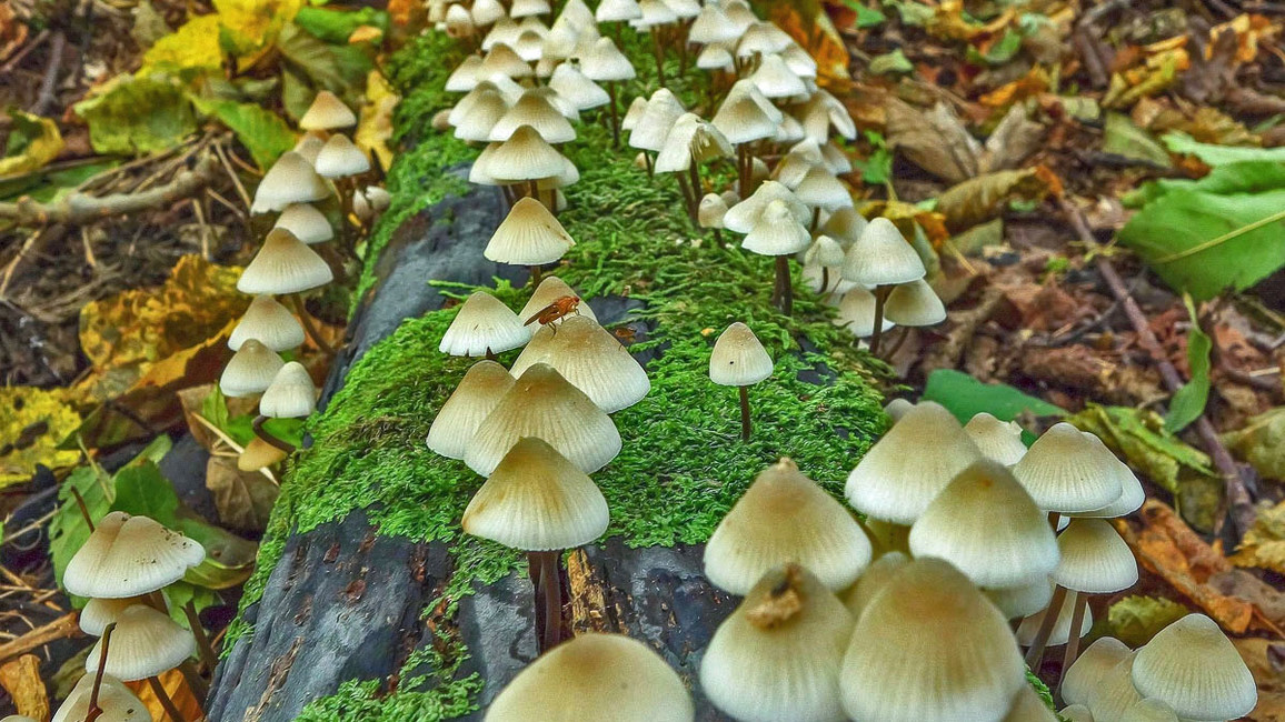 Totholz bietet Lebensraum für Pilze, Käfer und Insekten.