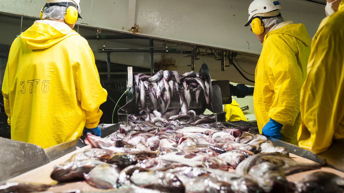 Weniger Fisch Und Trotzdem Mehr Gewinn Wie Sich Nachhaltige Fischerei Lohnen Kann Bmbf