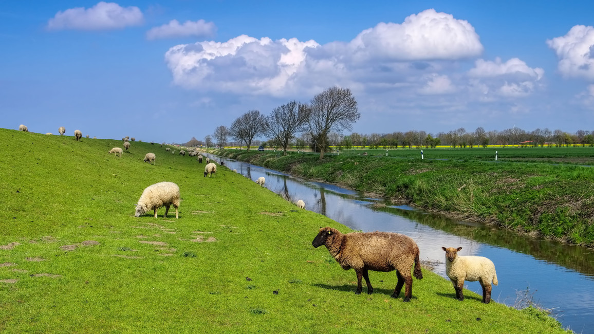 Schafe in Ostfriesland