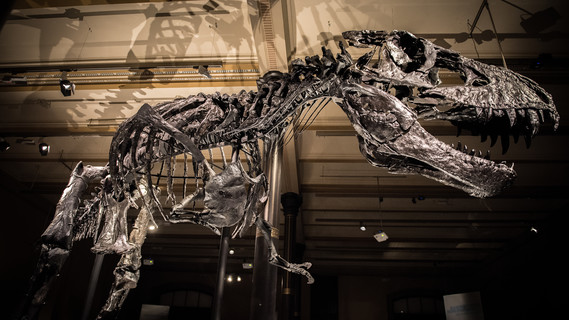 Tristan Otto - die neue Attraktion im Naturkundemuseum Berlin