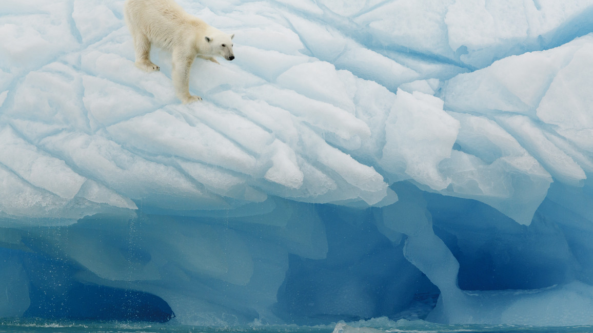 Eisbär in der Arktis