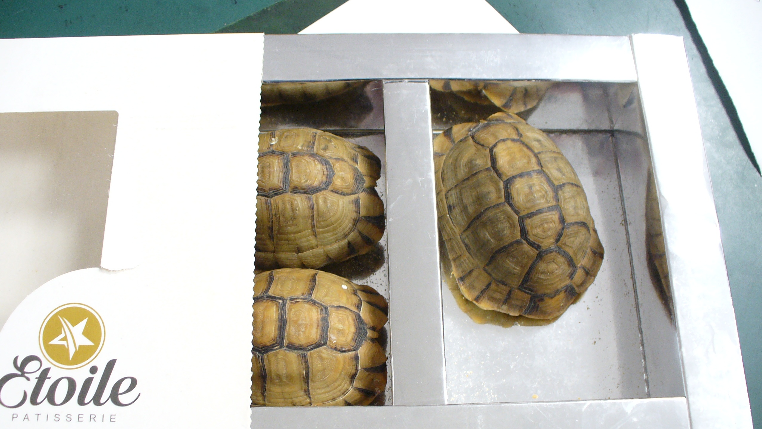 In Deutschland wurden in den letzten Jahren jedes Jahr bis zu 2000 Tiere beschlagnahmt, darunter lebende Schildkröten, Warane, Schlangen