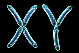 X und Y Chromosom. Isoliert auf schwarzem Hintergrund.