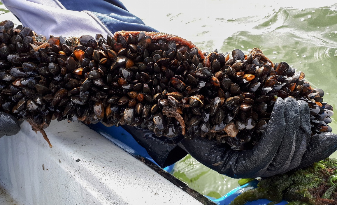 Mieschmuscheln Zucht