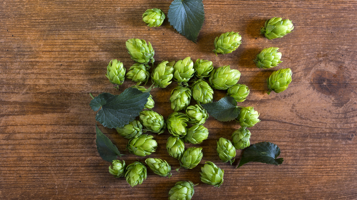 Hopfen