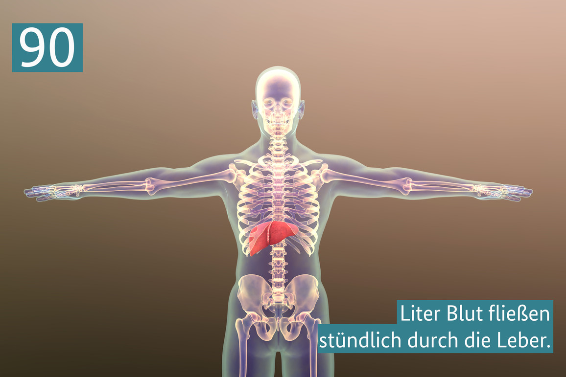 90 Liter Blut fließen stündlich durch die Leber.