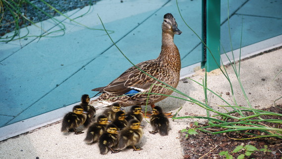 Endlich geschlüpft: Die Ente mit ihren Küken vor der Kita des Bundesforschungsministeriums in Berlin