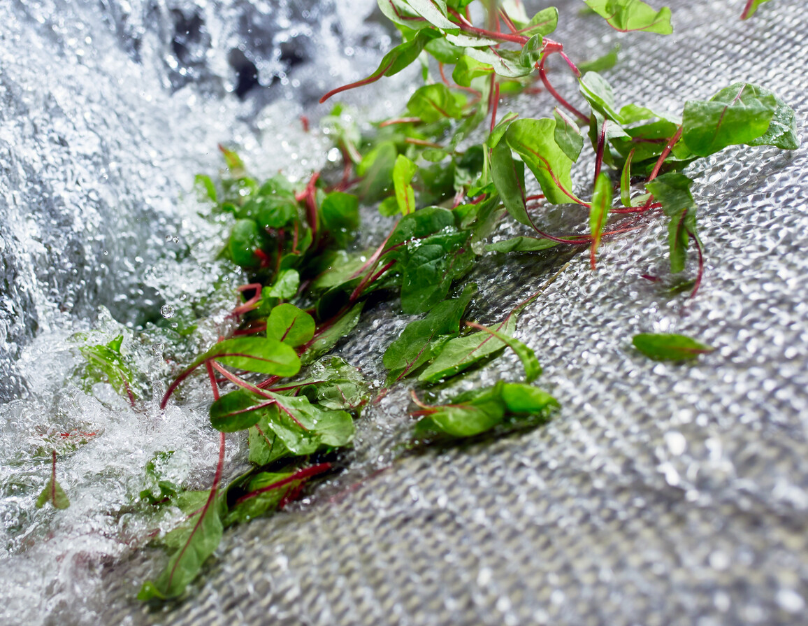 Babyleaf-Salat unter dem Wasserfall in der GEWA-AF-Waschmaschine