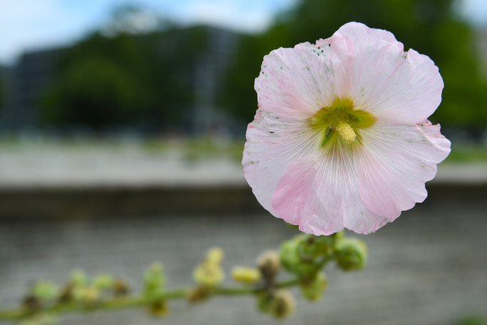 Blüte einerStockrose